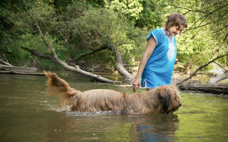 Briard kąpie się w rzece