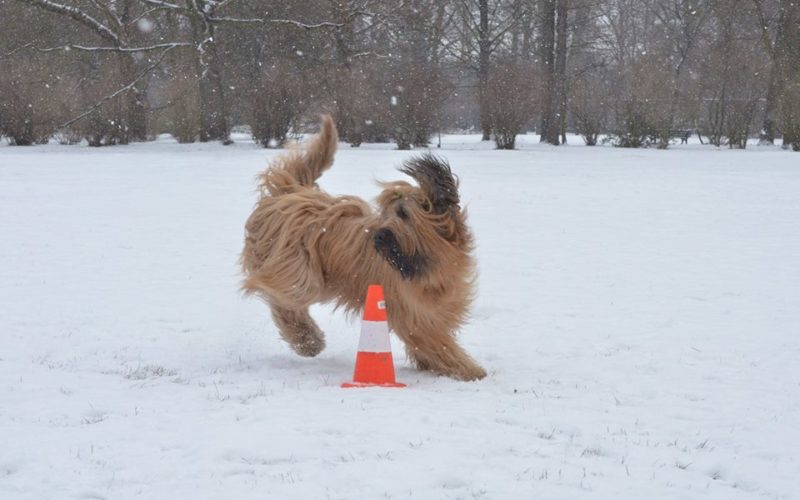 trening psa na śniegu omijanie pachołka