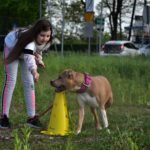 Amstaff lubi się uczyć.