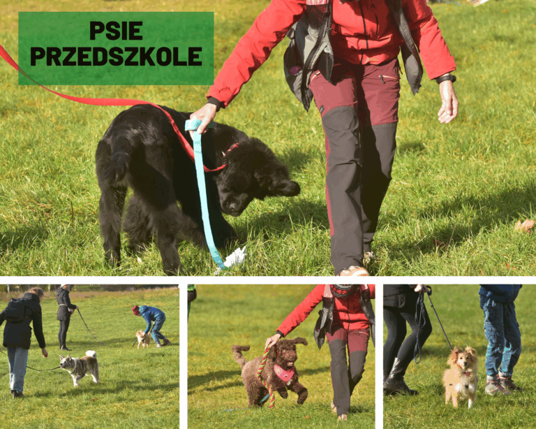 Psie Przedszkole